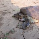 Birma-Weichschildkröte, Nilssonia formosa, – © Ei Mon Kyaw