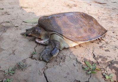 Birma-Weichschildkröte, Nilssonia formosa, – © Ei Mon Kyaw