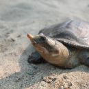 Tempel-Weichschildkröte, Nilssonia nigricans, ein Jungtier in der Nagshankar-Anlage – © Shailendra Singh/TSA Foundation India