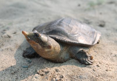 Tempel-Weichschildkröte, Nilssonia nigricans, – © Shailendra Singh/TSA Foundation India Tempel-Weichschildkröte, Nilssonia nigricans, – © Shailendra Singh/TSA Foundation India