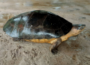 Borneo-Flussschildkröte, Orlitia borneensis, – © Veryl Hasan, Check List, 21: 807-812