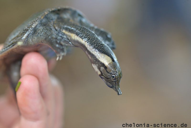 Nackendornen-Weichschildkröte, Palea steindachneri, – © Thuong Van Pham Nackendornen-Weichschildkröte, Palea steindachneri, – © Thuong Van Pham
