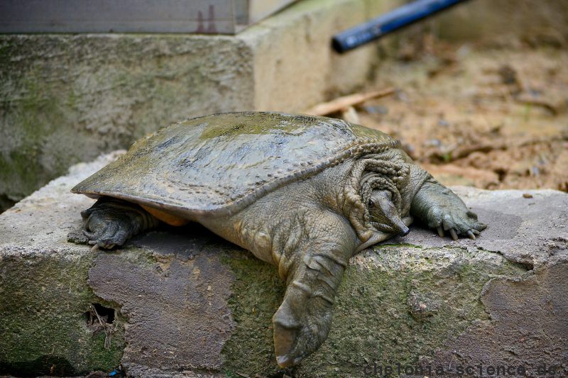 Nackendornen-Weichschildkröte, Palea steindachneri, – © Thuong Van Pham Nackendornen-Weichschildkröte, Palea steindachneri, – © Thuong Van Pham