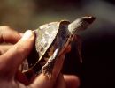 Indische Dachschildkröte, Pangshura tecta, – © Hans-Jürgen Bidmon