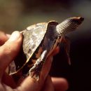 Indische Dachschildkröte, Pangshura tecta, – © Hans-Jürgen Bidmon