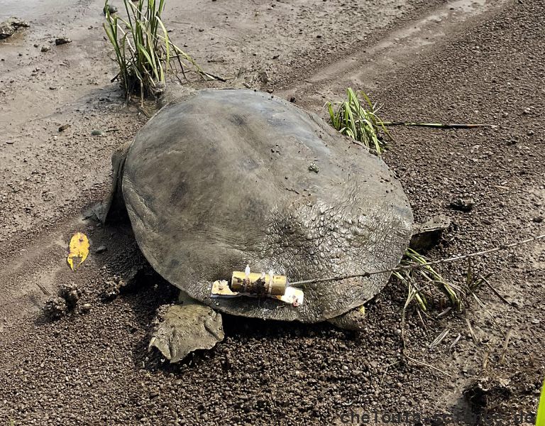 Amur-Weichschildkröte, Pelodiscus maackii, – © Haito Shi Amur-Weichschildkröte, Pelodiscus maackii, – © Haito Shi