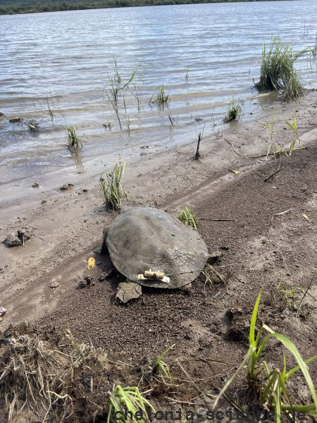 Amur-Weichschildkröte, Pelodiscus maackii, – © Haito Shi Amur-Weichschildkröte, Pelodiscus maackii, – © Haito Shi