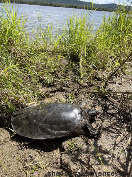 Amur-Weichschildkröte, Pelodiscus maackii, – © Haito Shi Amur-Weichschildkröte, Pelodiscus maackii, – © Haito Shi