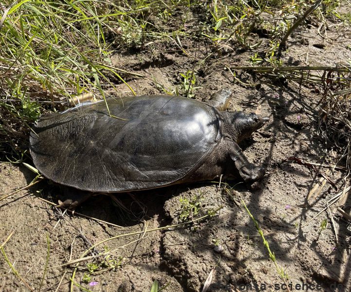 Amur-Weichschildkröte, Pelodiscus maackii, – © Haito Shi Amur-Weichschildkröte, Pelodiscus maackii, – © Haito Shi