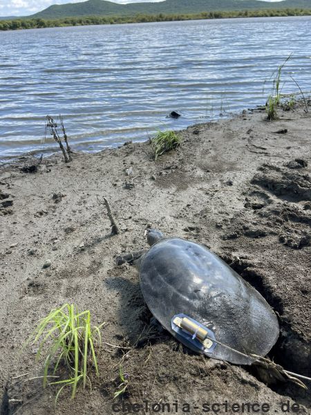 Amur-Weichschildkröte, Pelodiscus maackii, – © Haito Shi Amur-Weichschildkröte, Pelodiscus maackii, – © Haito Shi