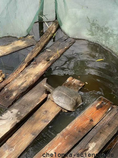 Amur-Weichschildkröte, Pelodiscus maackii, – © Haito Shi Amur-Weichschildkröte, Pelodiscus maackii, – © Haito Shi