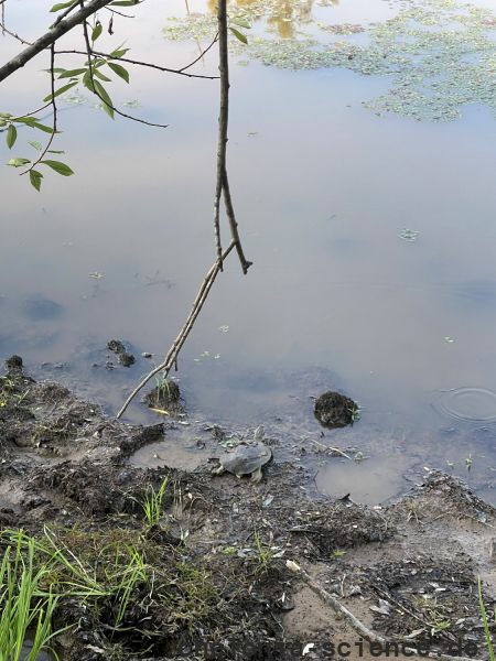 Amur-Weichschildkröte, Pelodiscus maackii, – © Haito Shi Amur-Weichschildkröte, Pelodiscus maackii, – © Haito Shi