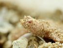 Chinesische Weichschildkröte, Pelodiscus sinensis, ein albinotischer Schlüpfling – © Robert Hentschel (www.chrysemys.com)