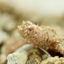 Chinesische Weichschildkröte, Pelodiscus sinensis, ein albinotischer Schlüpfling – © Robert Hentschel (www.chrysemys.com)