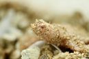Chinesische Weichschildkr&ouml;te, Pelodiscus sinensis, ein albinotischer Schl&uuml;pfling &ndash; &copy; Robert Hentschel (www.chrysemys.com)
