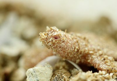 Chinesische Weichschildkröte, Pelodiscus sinensis, – © Robert Hentschel (www.chrysemys.com)