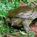 Chinesische Weichschildkröte, Pelodiscus sinensis, ein adultes Exemplar – © Jianhua Zhao