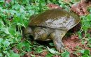 Chinesische Weichschildkr&ouml;te, Pelodiscus sinensis, ein adultes Exemplar &ndash; &copy; Jianhua Zhao