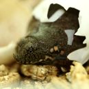 Chinesische Weichschildkröte, Pelodiscus sinensis, ein Schlüpfling – © Robert Hentschel (www.chrysemys.com)
