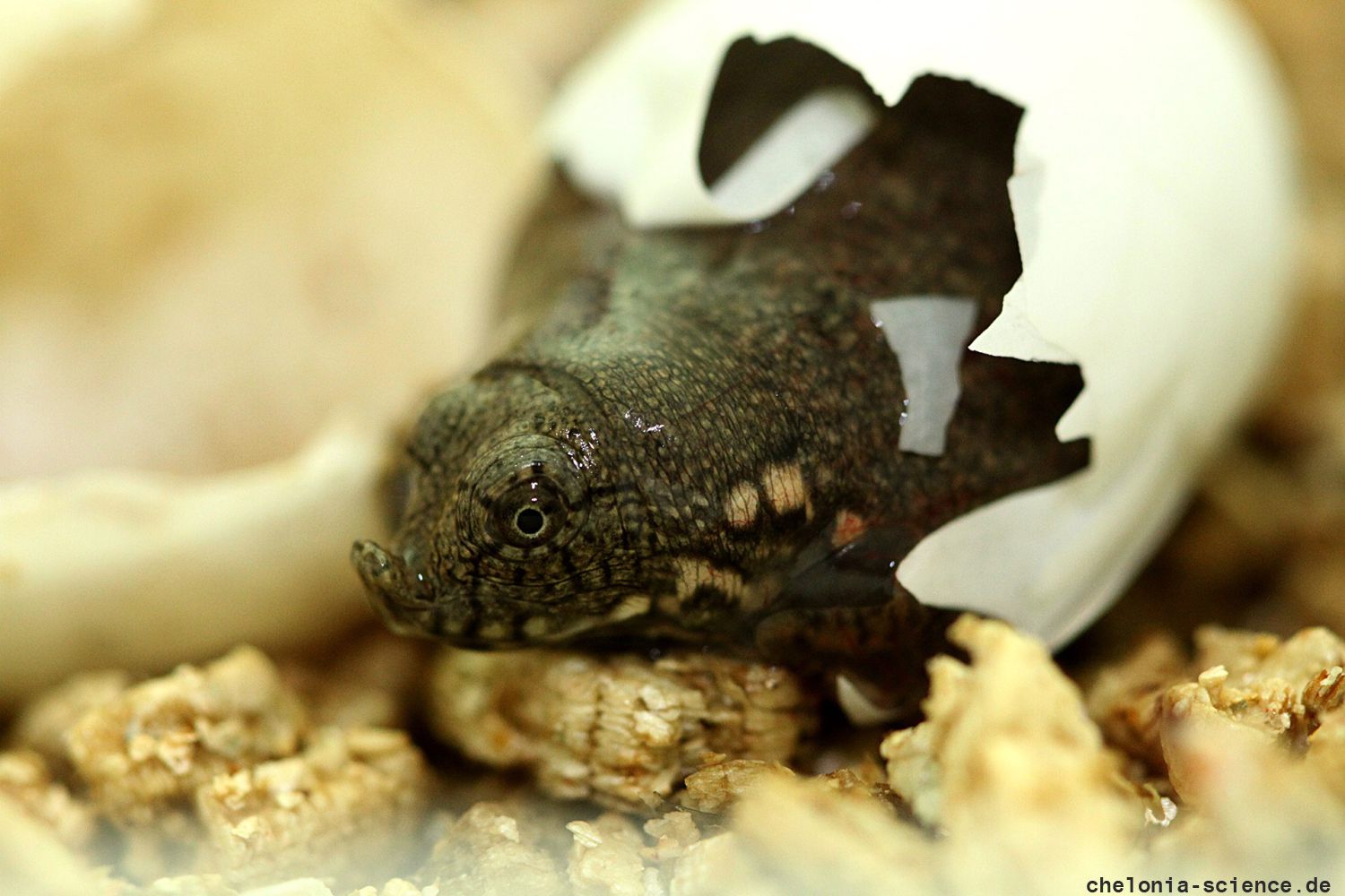 Chinesische Weichschildkröte, Pelodiscus sinensis, ein Schlüpfling – © Robert Hentschel (www.chrysemys.com)