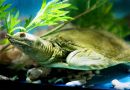 Chinesische Weichschildkr&ouml;te, Pelodiscus sinensis, ein subadultes Exemplar in menschlicher Obhut &ndash; &copy; Jianhua Zhao