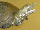 Gefleckte Weichschildkröte, Pelodiscus variegatus, ein adultes Exemplar – © Thomas Ziegler