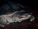 Turkana-Pelomeduse, Pelusios broadleyi, in der Nähe von Loyangalani – © Tomas Mazuch