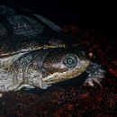 Turkana-Pelomeduse, Pelusios broadleyi, in der Nähe von Loyangalani – © Tomas Mazuch