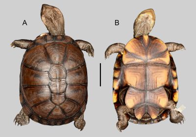 Pelusios hyneki hyneki, – © Jiří Moravec (Two new African hinged terrapins (Testudines: Pelomedusidae: Pelusios). – Zootaxa 5717(3): 301-317) Pelusios hyneki hyneki, – © Jiří Moravec (Two new African hinged terrapins (Testudines: Pelomedusidae: Pelusios). – Zootaxa 5717(3): 301-317)
