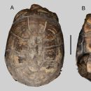 pelusios hyneki tanganyika franzen