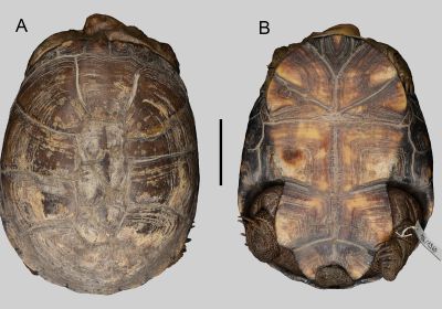 Pelusios hyneki tanganyika