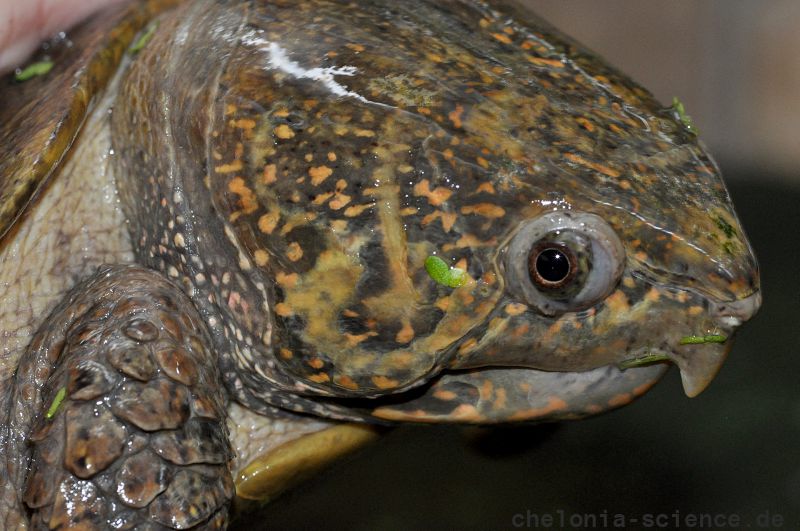 Großkopfschildkröte, Platysternon megacephalum, – © Hilmar Hufer Großkopfschildkröte, Platysternon megacephalum, – © Hilmar Hufer
