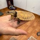Großkopfschildkröte, Platysternon megacephalum, ein Präparat – © Hilmar Hufer Großkopfschildkröte, Platysternon megacephalum, ein Präparat – © Hilmar Hufer