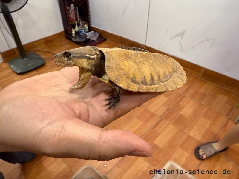 Großkopfschildkröte, Platysternon megacephalum, ein Präparat – © Hilmar Hufer Großkopfschildkröte, Platysternon megacephalum, ein Präparat – © Hilmar Hufer