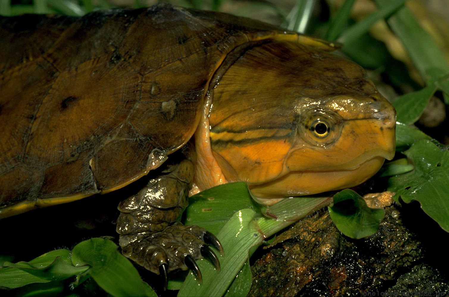 Großkopfschildkröte, Platysternon megacephalum peguense, – © Thomas Ziegler