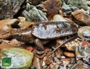 Großkopfschildkröte, Platysternon megacephalum peguense, aus dem asian turtle program – © Minh Duc Le