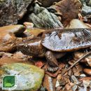 Großkopfschildkröte, Platysternon megacephalum peguense, aus dem asian turtle program – © Minh Duc Le