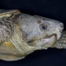 Großkopfschildkröte, Platysternon megacephalum peguense, aus dem asian turtle program – © Minh Duc Le