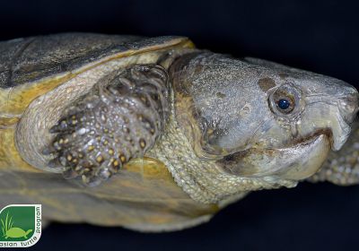 Großkopfschildkröte, Platysternon megacephalum peguense, aus dem asian turtle program – © Minh Duc Le