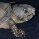 Großkopfschildkröte, Platysternon megacephalum peguense, aus dem asian turtle program – © Minh Duc Le