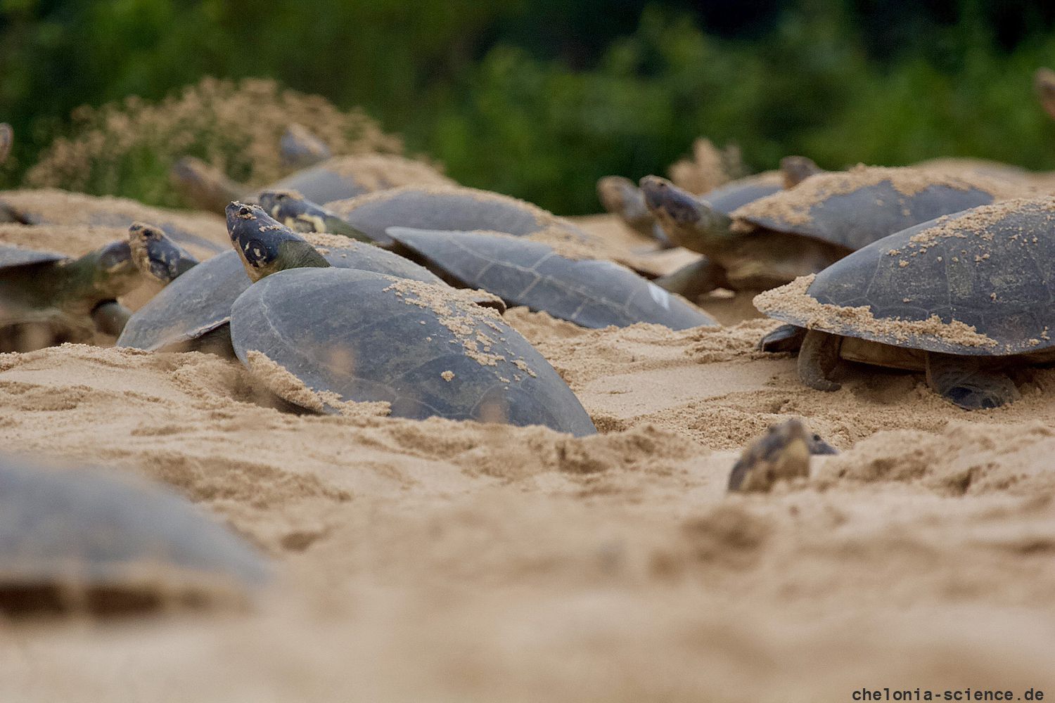 Arrauschildkröte, Podocnemis expansa, – © Camila R. Ferrara