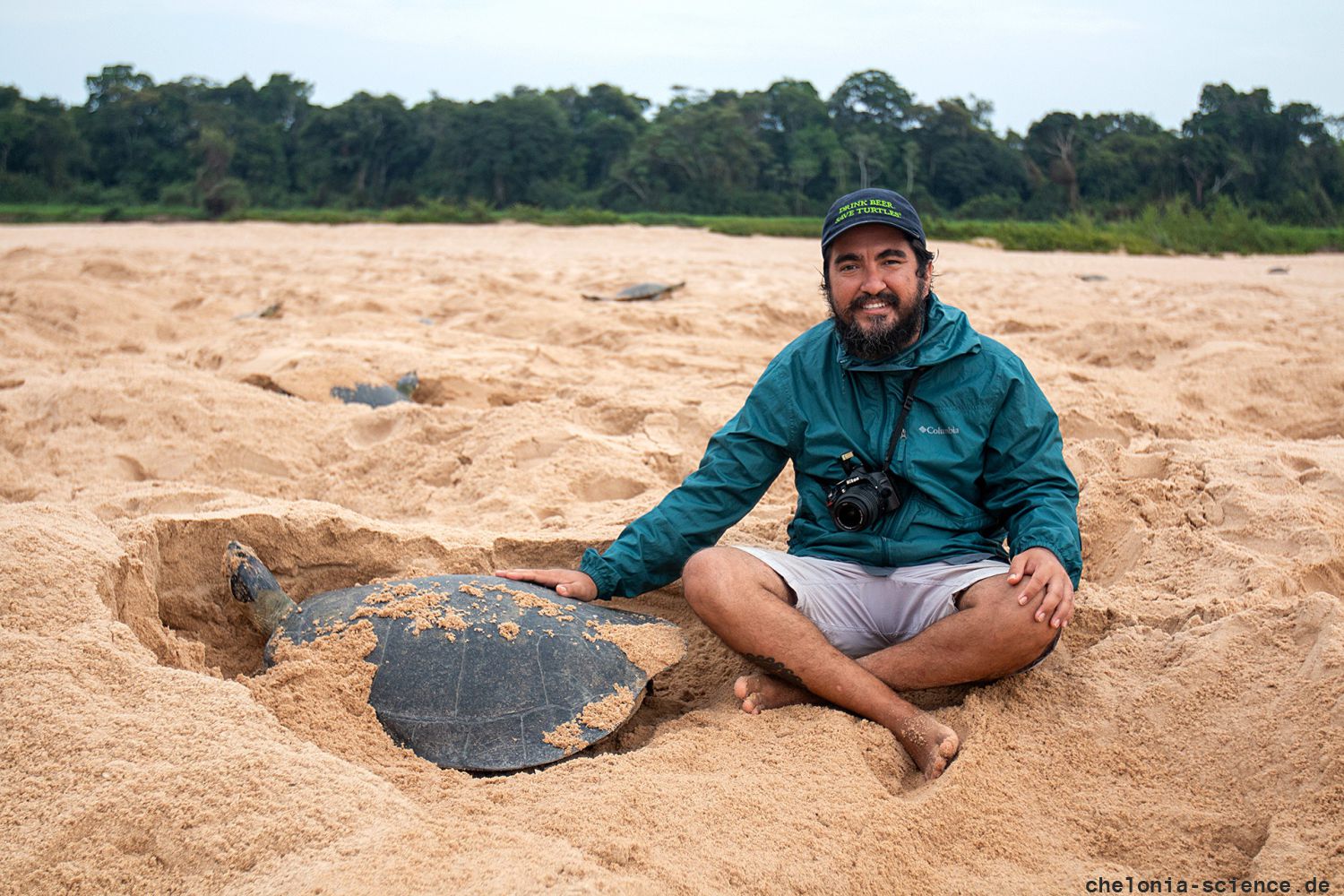 Arrauschildkröte, Podocnemis expansa, am Niststrand – © Fábio A. G. Cunha