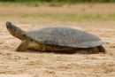 Arrauschildkr&ouml;te, Podocnemis expansa, &ndash; &copy; Camila R. Ferrara