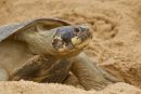 Arrauschildkr&ouml;te, Podocnemis expansa, ein nistendes Weibchen &ndash; &copy; Camila R. Ferrara