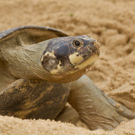 Arrauschildkröte, Podocnemis expansa, ein nistendes Weibchen – © Camila R. Ferrara