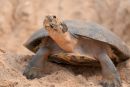 Arrauschildkr&ouml;te, Podocnemis expansa, ein nistendes Weibchen &ndash; &copy; Camila R. Ferrara