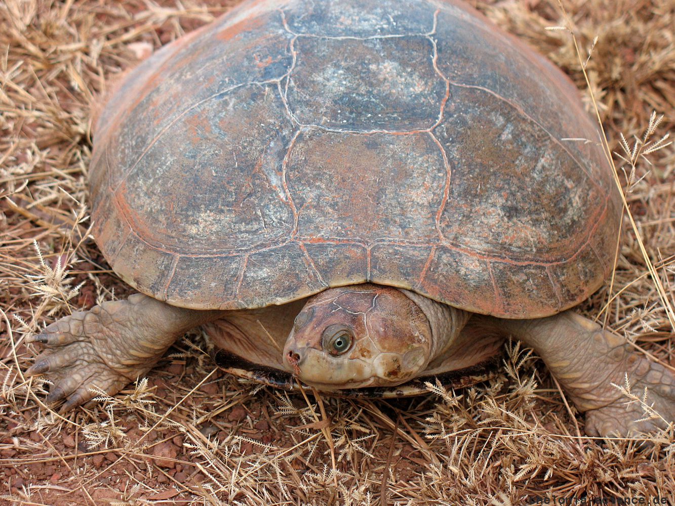 Orinoko-Schienenschildkröte, Podocnemis vogli, – © Vivian P. Paez