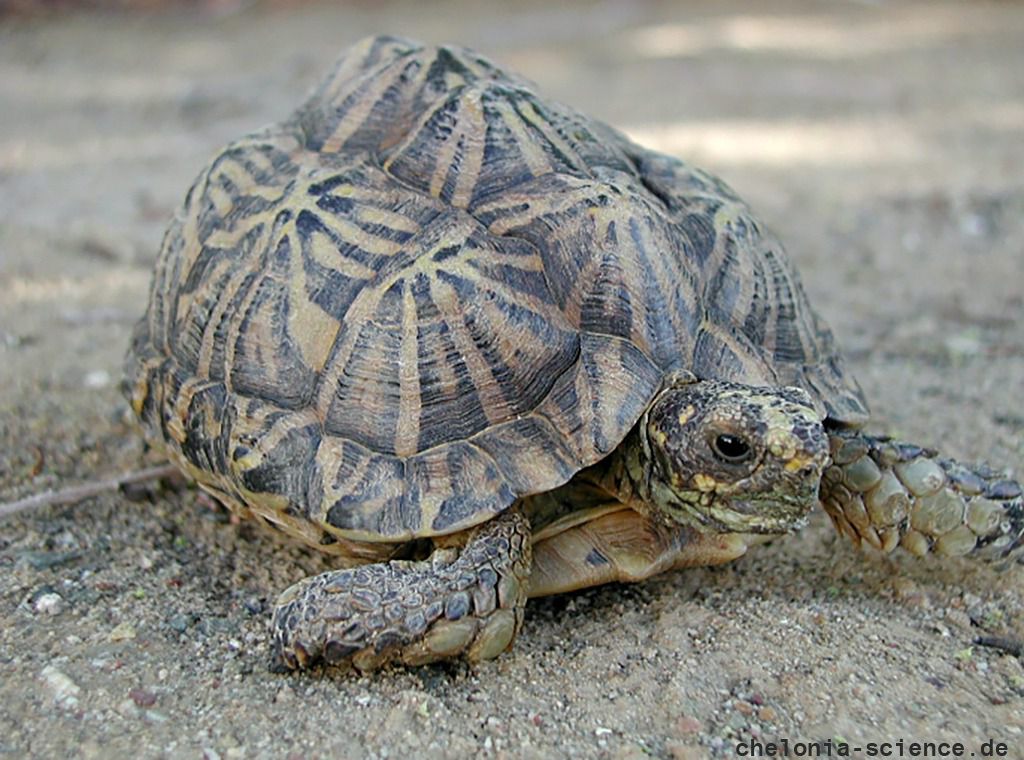 Zeltschildkröte, Psammobates tentorius tentorius, – © Thomas E. J. Leuteritz