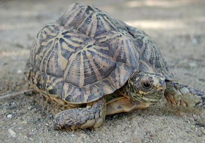 Zeltschildkröte, Psammobates tentorius tentorius, – © Thomas E. J. Leuteritz