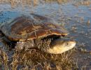 Falsche Spitzkopfschildkröte, Pseudemydura umbrina, – © Gerald Kuchling